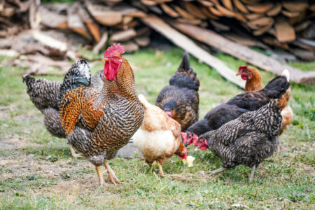 Are My Chickens Molting, and How Can I Help Them?